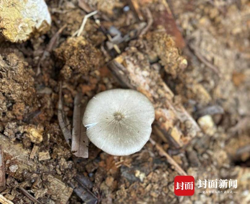 怎么注册皇冠信用盘_价格腰斩怎么注册皇冠信用盘！四川人即将实现鸡枞菌自由