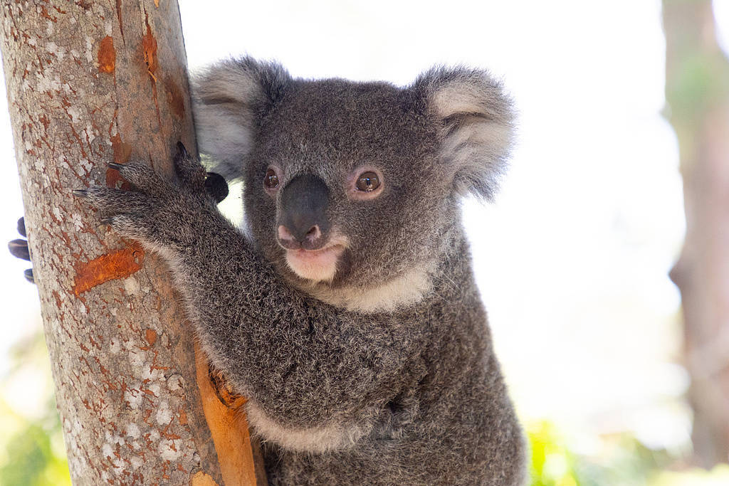 皇冠体育App下载_野火烧毁栖息地 澳大利亚扑杀750只考拉引强烈抗议