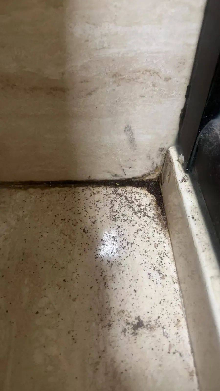 WNBA成绩_紧急提醒：瞬间爆发！上海市民崩溃：密密麻麻WNBA成绩，蠕蠕爬行...“梧桐区”已开始战斗，白蚁或提前分飞