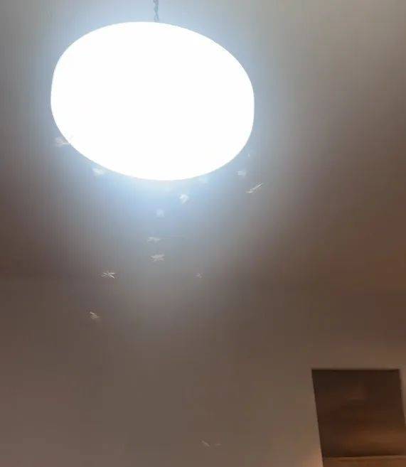 WNBA成绩_紧急提醒：瞬间爆发！上海市民崩溃：密密麻麻WNBA成绩，蠕蠕爬行...“梧桐区”已开始战斗，白蚁或提前分飞