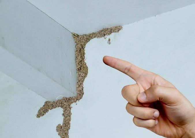 WNBA成绩_紧急提醒：瞬间爆发！上海市民崩溃：密密麻麻WNBA成绩，蠕蠕爬行...“梧桐区”已开始战斗，白蚁或提前分飞