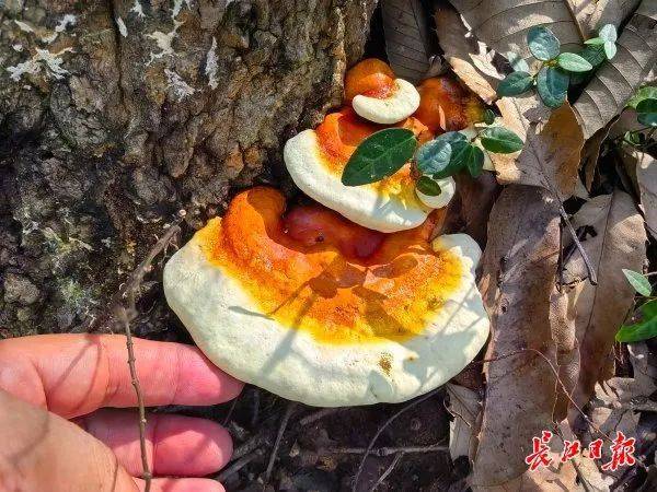 皇冠信用网平台出租_湖北武汉周边山地长出大量灵芝皇冠信用网平台出租，官方提醒请勿随意入口