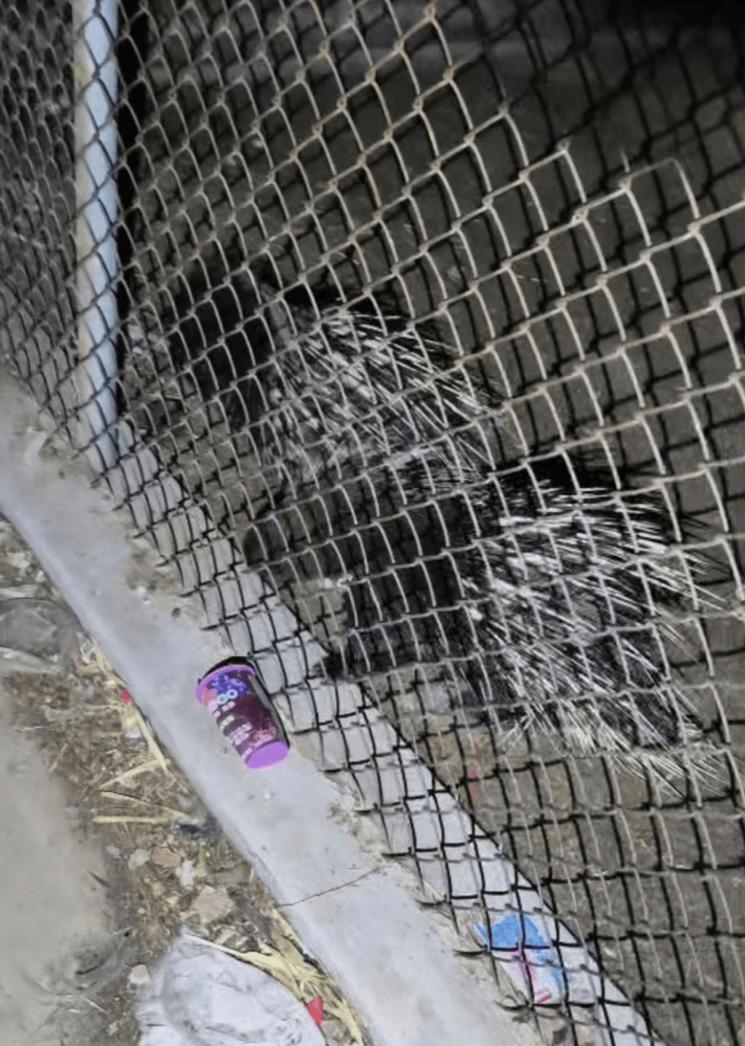 费城联II队vs奥兰多城B队_“废弃动物园”的一只猴子与两只豪猪费城联II队vs奥兰多城B队，被改变的命运背后｜红星特稿