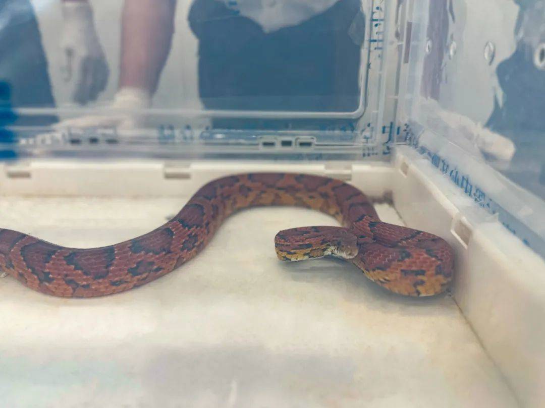 皇冠信用網口出租_蛇：是谁给我穿上了丝袜皇冠信用網口出租？皇岗海关在婴儿车靠背后方查获用丝袜包裹的活体蛇1条