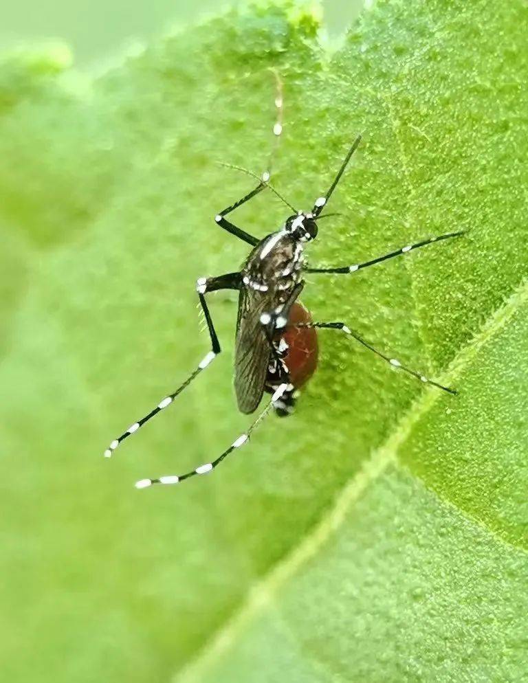 皇冠信用网登3代理_“大白天都咬人皇冠信用网登3代理，隔着衣服都被咬”！花蚊子猖獗，专家提醒：有些已有耐药性