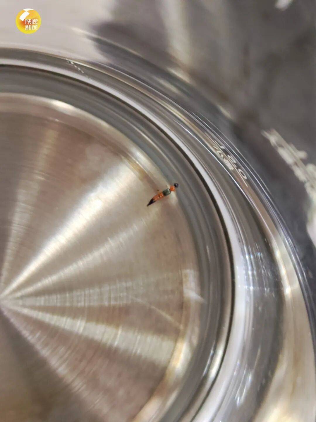 皇冠信用盘_西安多区发现隐翅虫？千万别拍皇冠信用盘！毒液堪比硫酸