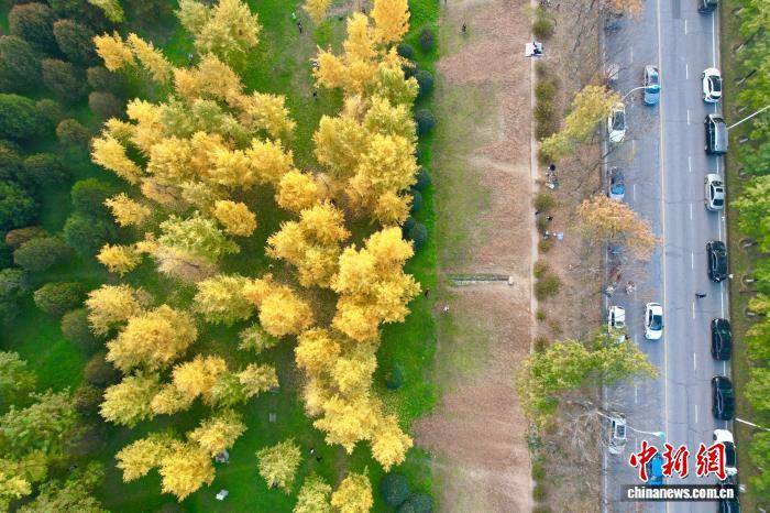 欧冠足球比分_陕西西安：银杏林由绿转黄吸引市民游玩