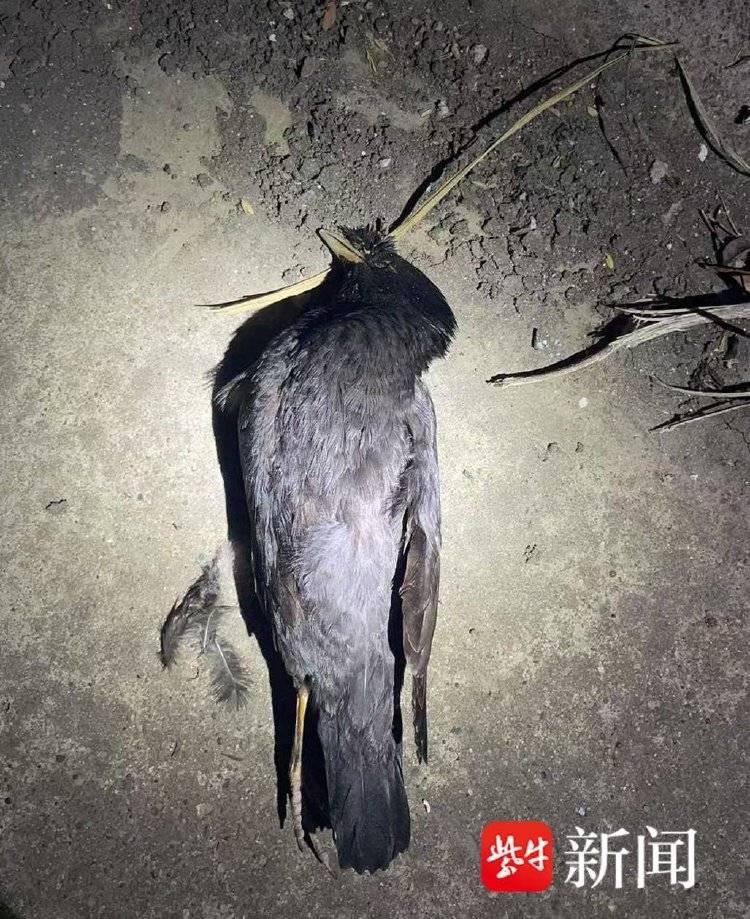 皇冠皇冠信用开户
_每天下班“弹弓打鸟”皇冠皇冠信用开户
,冰箱内“攒”44只待食,“馋嘴男”涉刑事犯罪